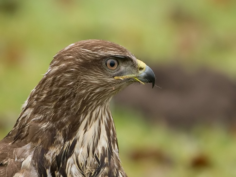 Buteo buteo Common Buzzard Buizerd